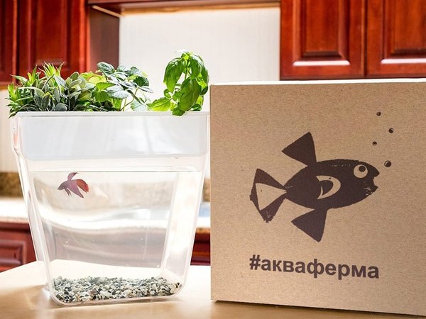 Набор для выращивания растений и ухода за рыбкой «Акваферма» - Набор для выращивания растений и ухода за рыбкой «Акваферма»